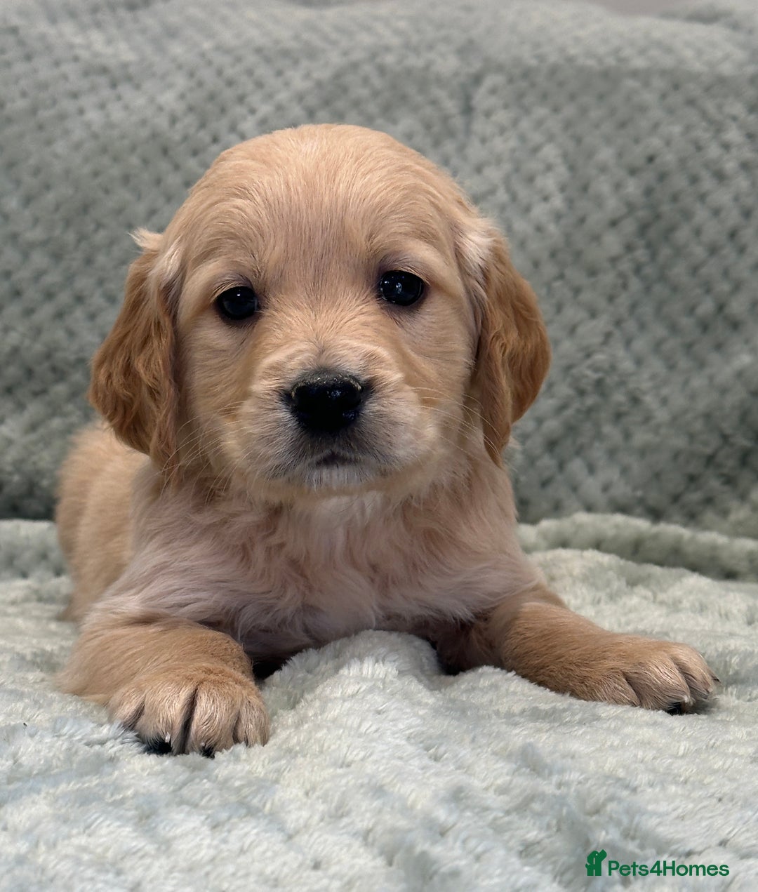Golden Retriever dogs for sale: Quality litter of KC reg Golden Retriever Puppies  - Advert 21