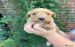 Labradoodle dogs for sale: Miniature F1 labradoodle  - Image 7