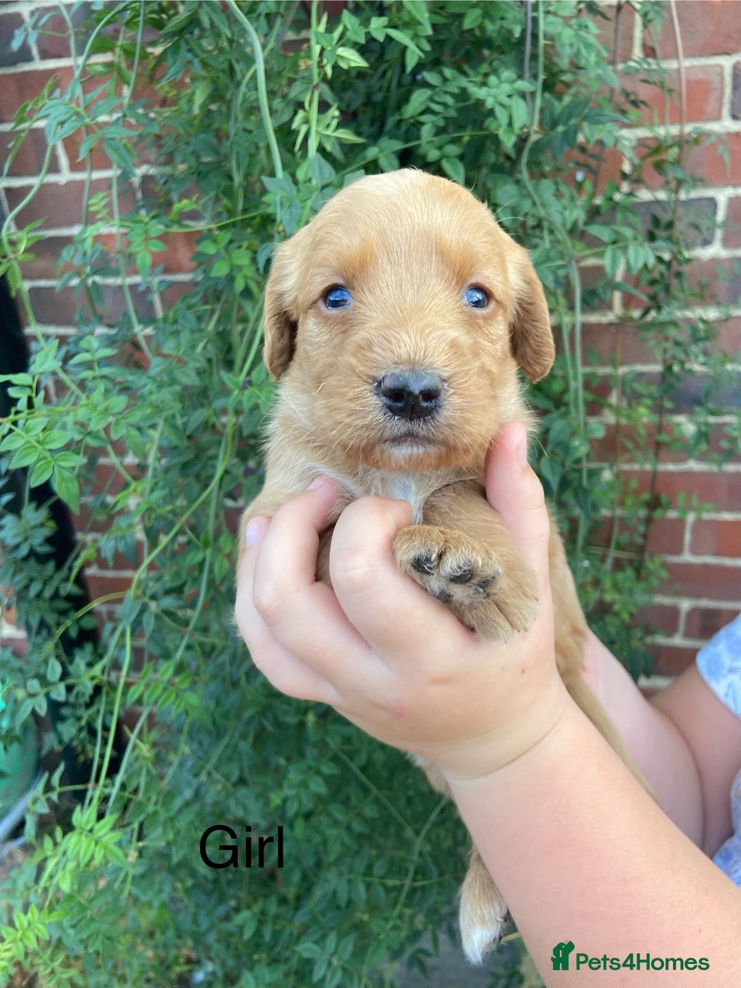 Labradoodle dogs for sale: Miniature F1 labradoodle  - Image 7