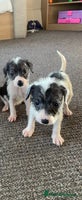 Jack Russell dogs - Advert 2