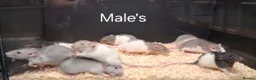 Rat rodents for sale: Baby Dumbo Rat's  - Advert 14