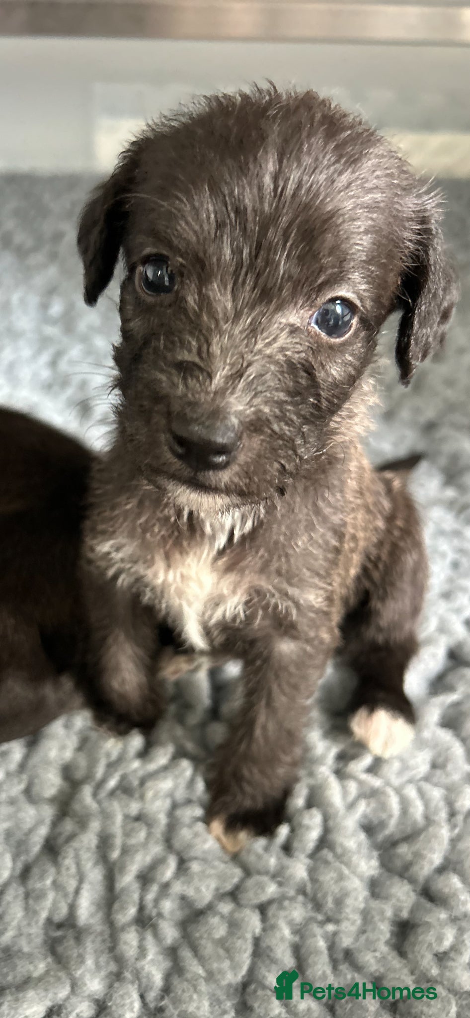 Mixed Breed dogs GENUINE HALF CROSS BEDDY WHIPPETS  - Advert 1