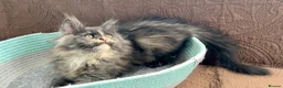 Maine Coon cats for sale: BEAUTIFUL MC KITTENS .  - Advert 7
