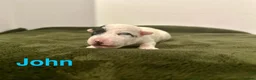 Jack Russell dogs for sale: ❤️Beautiful Traditional Jack Russell puppies❤️  - Advert 7
