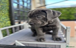 Mixed Breed dogs for sale: Last two mastiff pups available  - Advert 10