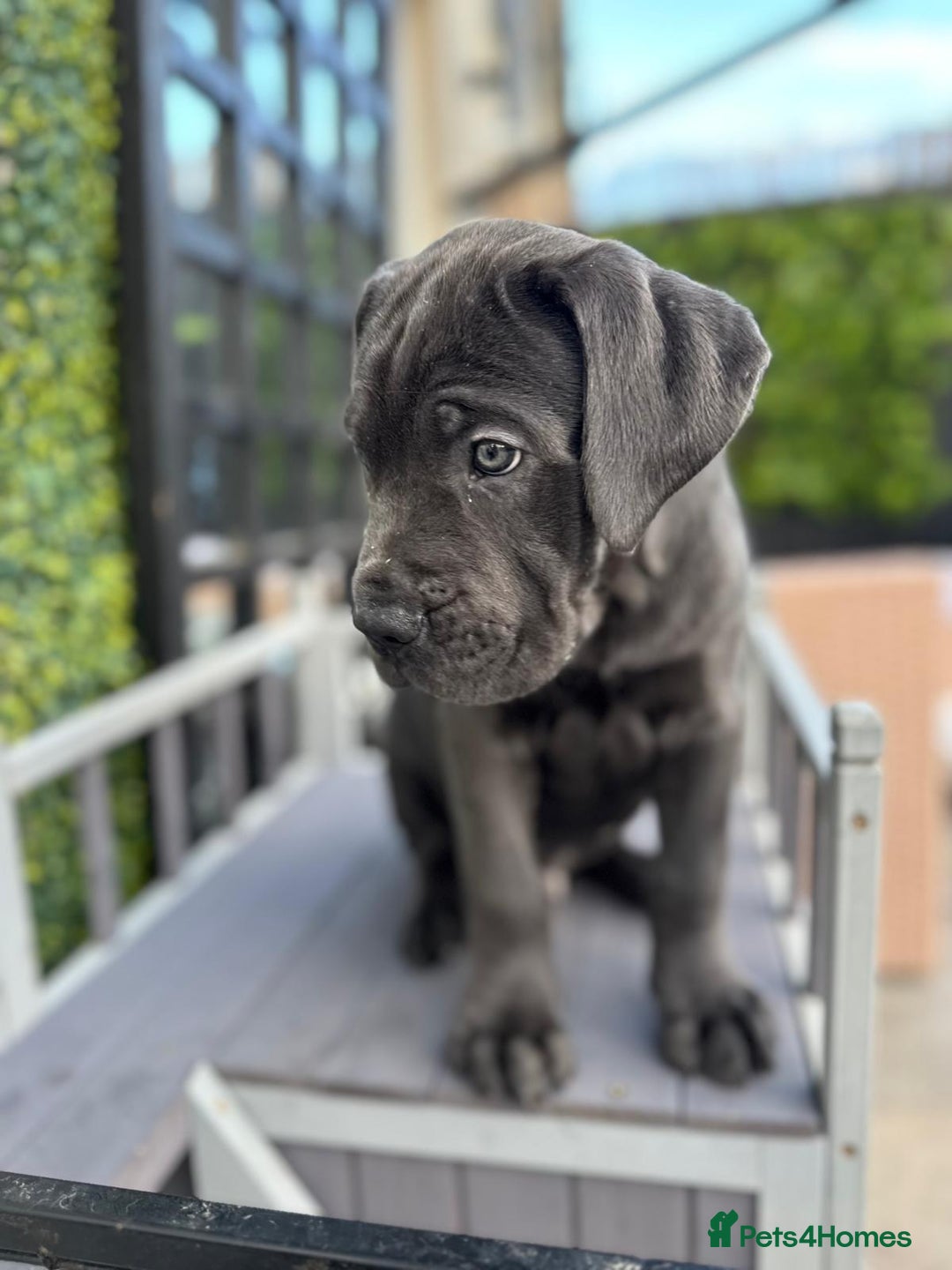 Mixed Breed dogs for sale: Last two mastiff pups available  - Advert 10