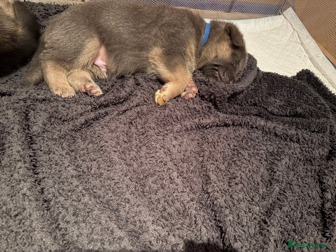 German Shepherd dogs for sale: Cute German shepherd puppies  - Advert 7