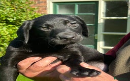 Labrador Retriever dogs for sale: Handsome Labrador Puppies - Image 3