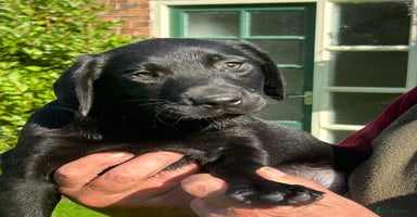 Labrador Retriever dogs - Advert 12