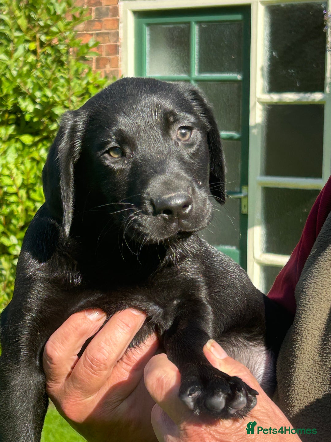Labrador Retriever dogs for sale: Handsome Labrador Puppies - Image 3