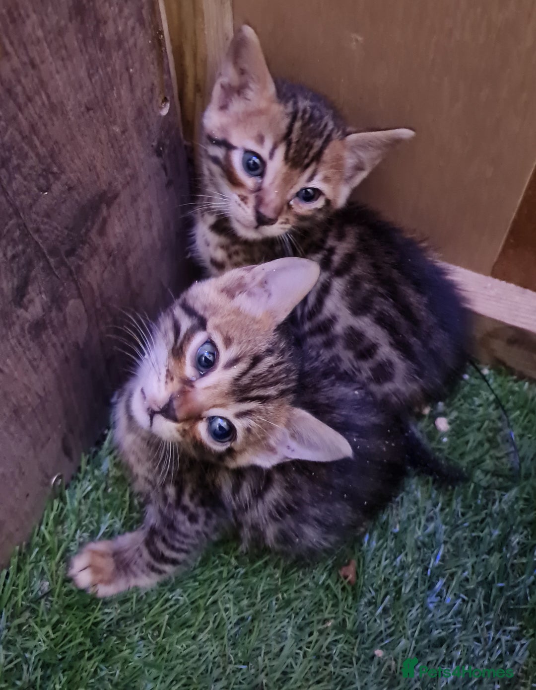Bengal cats for sale: 6 beautiful bengal kittens ready soon  - Image 8