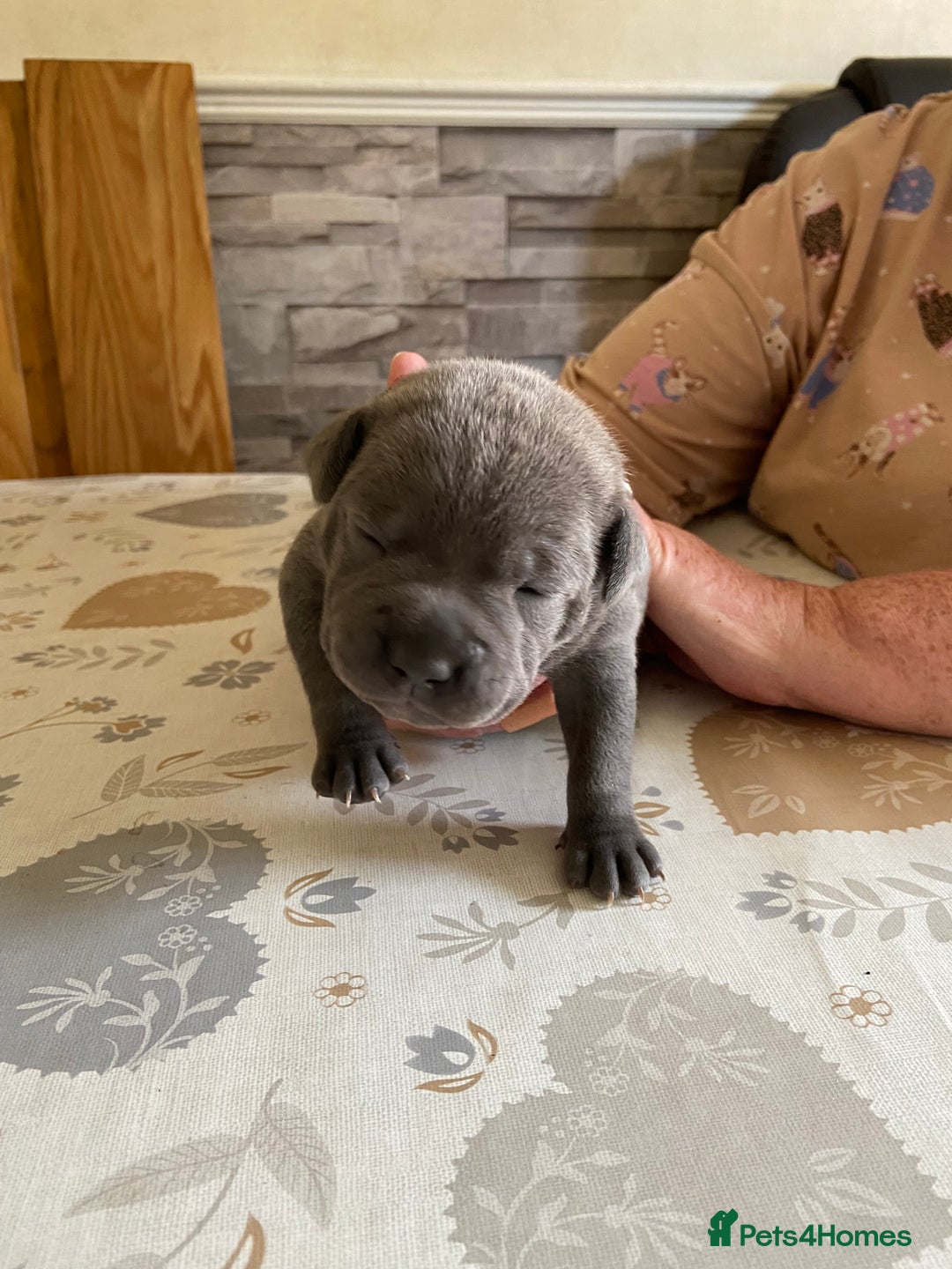Staffordshire Bull Terrier dogs for sale: solid blues - Image 15
