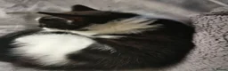 Mixed Breed cats for sale: 4 beautiful Kittens  - Advert 11