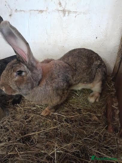 Continental Giant rabbits CONTINENTAL GIANT RABBITS FOR SALE 1 GIRL 2 BOYS - Advert 1