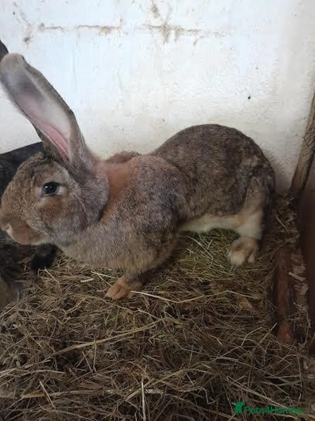 Continental Giant rabbits for sale: CONTINENTAL GIANT RABBITS FOR SALE 1 GIRL 2 BOYS - Advert 1