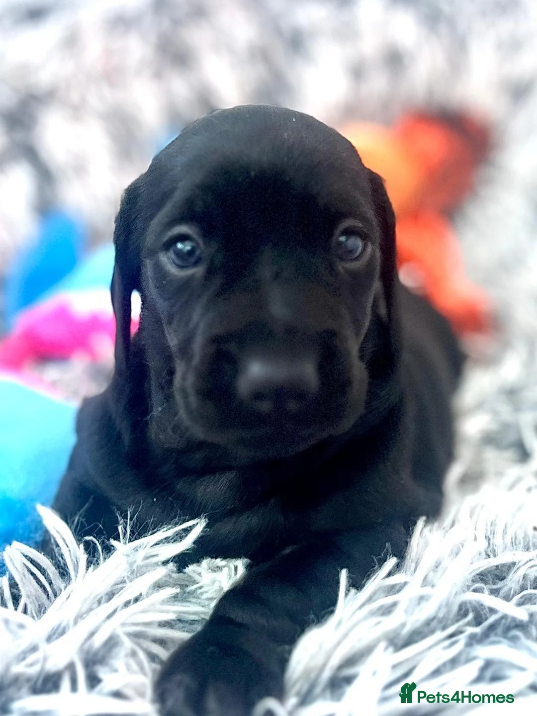 Dachshund dogs for sale: Shorthaired Miniature Dachshund - Advert 4