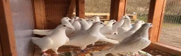 Pigeons birds for sale: White pigeons  - Advert 6