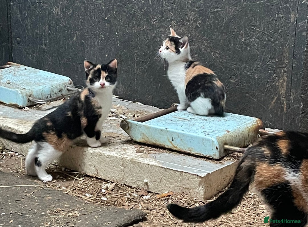 British Shorthair cats for sale: Gorgeous female kittens ready now - Image 5