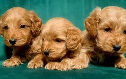Cavapoo dogs for sale: Cavapoo puppies  - Image 11
