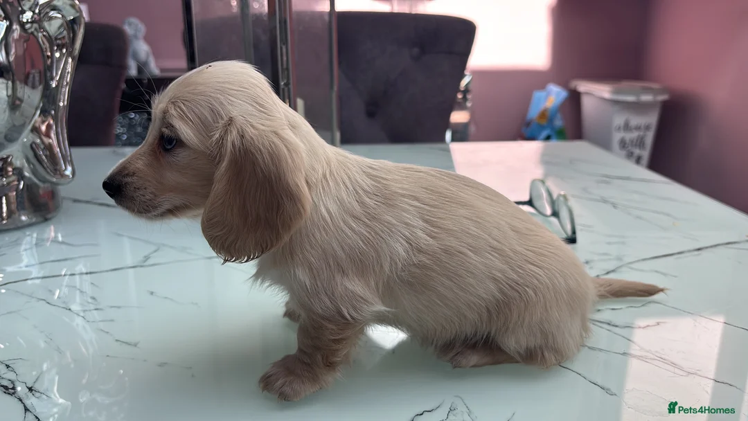 Dachshund dogs for sale: Pale cream miniture  - Advert 3