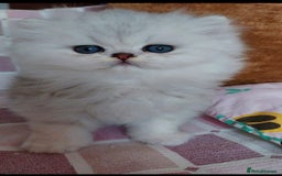 Persian cats for sale: Italian Persian chinchilla kittens♥️🐾 - Image 12