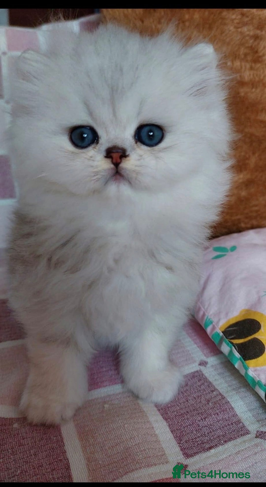 Persian cats for sale: Italian Persian chinchilla kittens♥️🐾 - Image 12