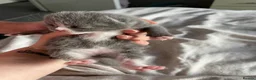 British Shorthair cats for sale: 3 British shorthair kittens  - Advert 16