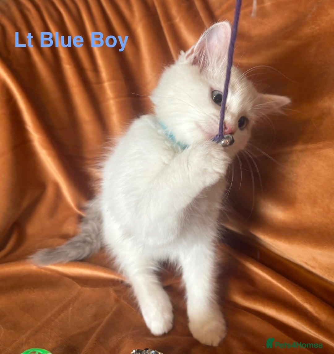 Ragdoll cats for sale: Adorable pure Ragdoll kittens boys and girls - Image 23