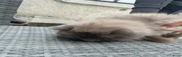 Ragdoll cats for sale: Ragdoll pure breed kitten in Leeds - Advert 2