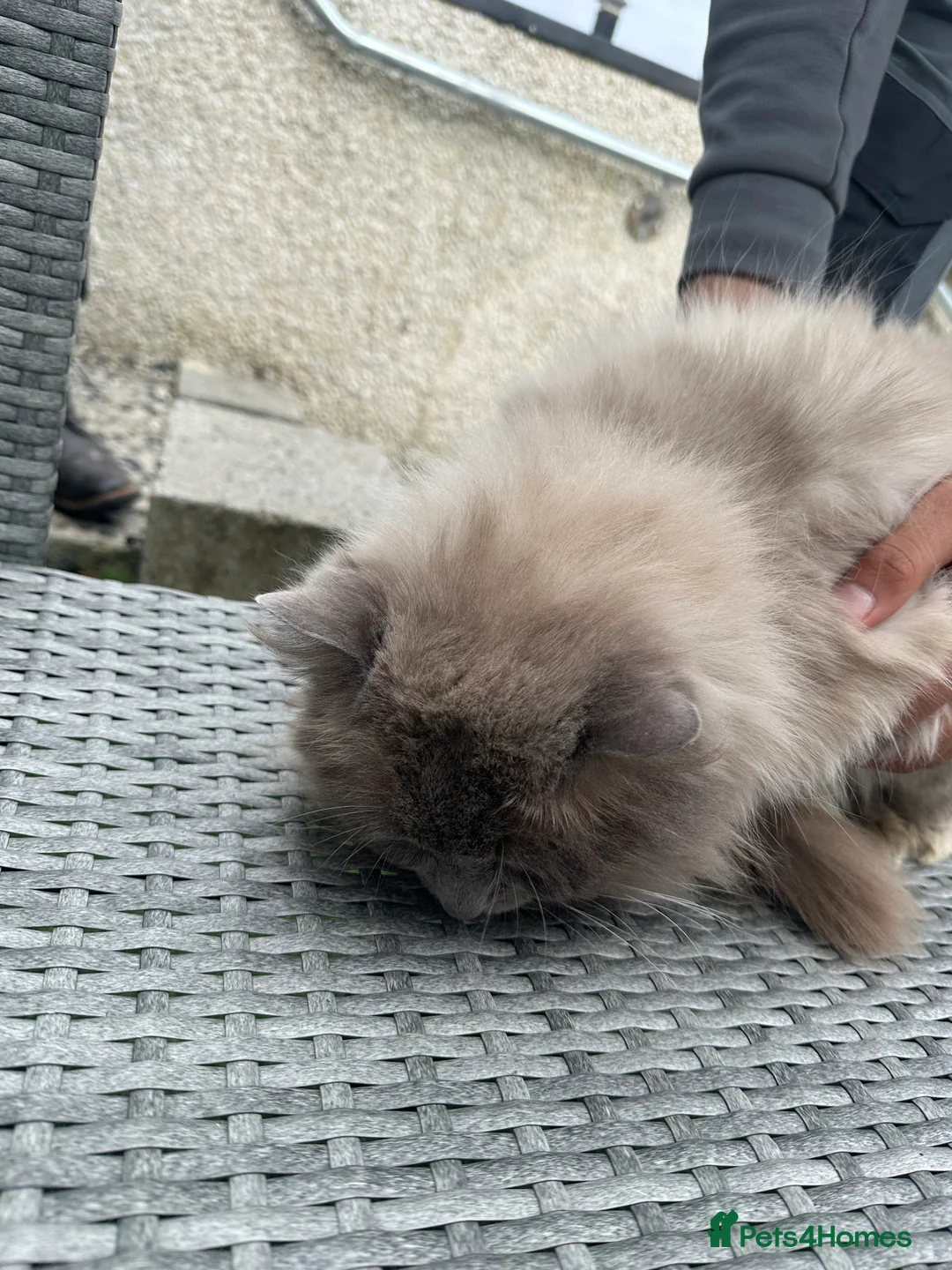 Ragdoll cats for sale: Ragdoll pure breed kitten in Leeds - Advert 2