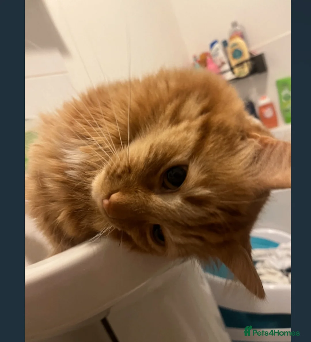 Mixed Breed cats for sale: Ginger house cat  - Advert 1