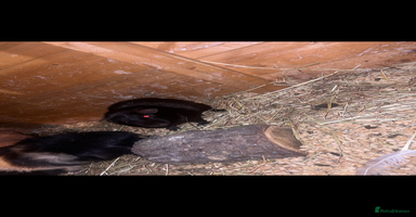Guinea Pig rodents - Advert 13