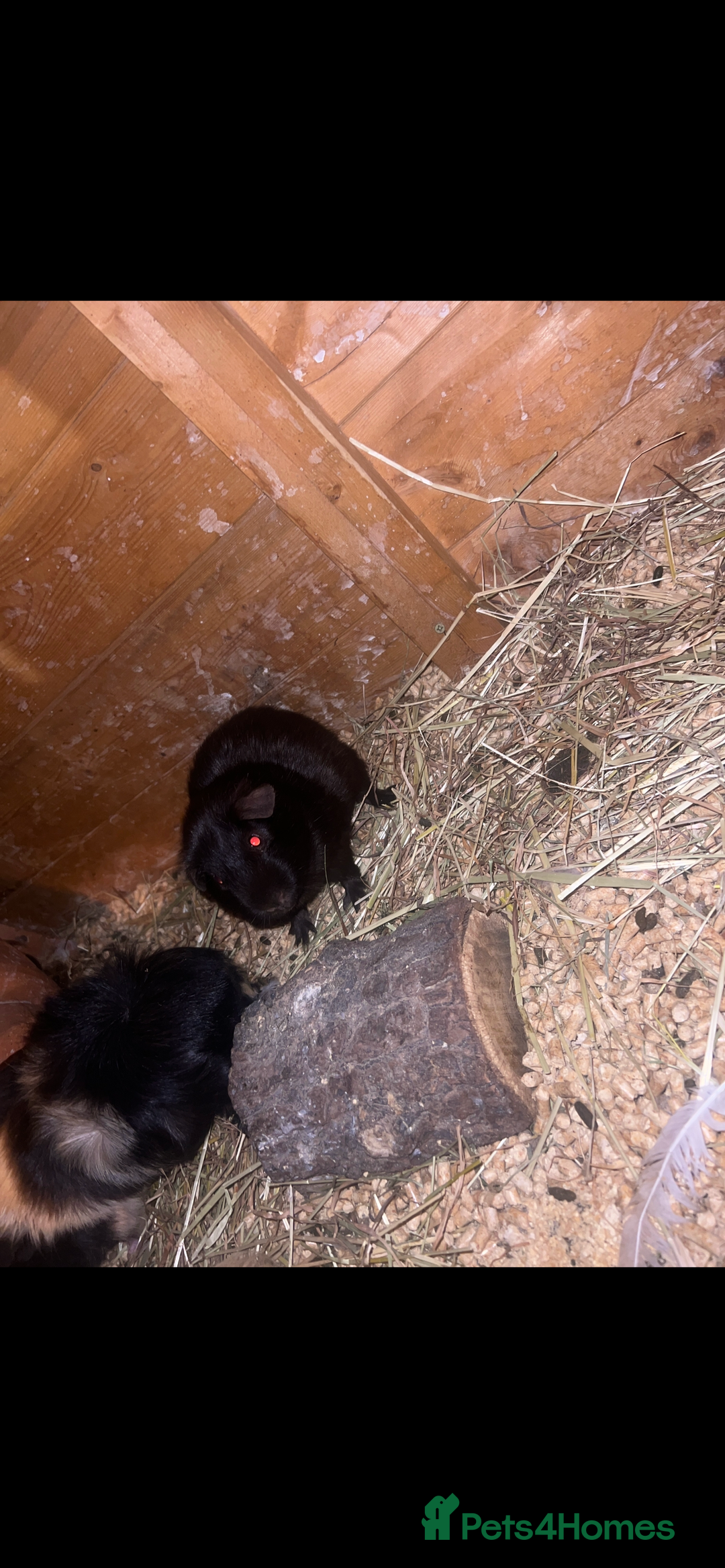 Guinea Pig rodents for sale: Pure brown male  - Image 2