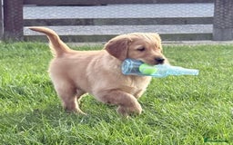 Golden Retriever dogs for sale: male golden retrievers  - Image 5