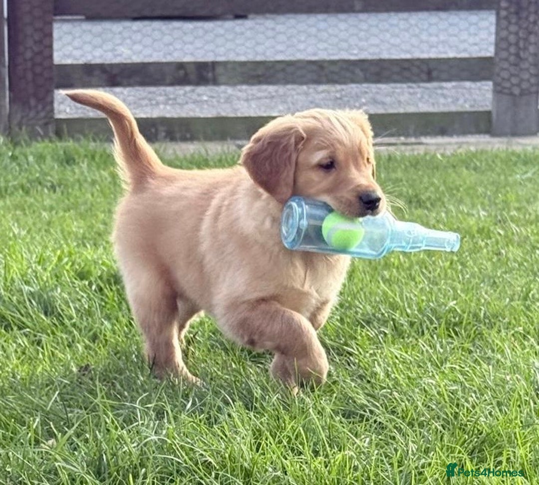 Golden Retriever dogs for sale: male golden retrievers  - Image 5