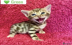 Bengal cats for sale: Beautiful Bengal Kittens  - Image 22