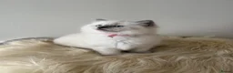 Ragdoll cats for sale: 🐾 Beautiful Ragdoll Kittens – Ready to Leave 🐾 - Advert 2