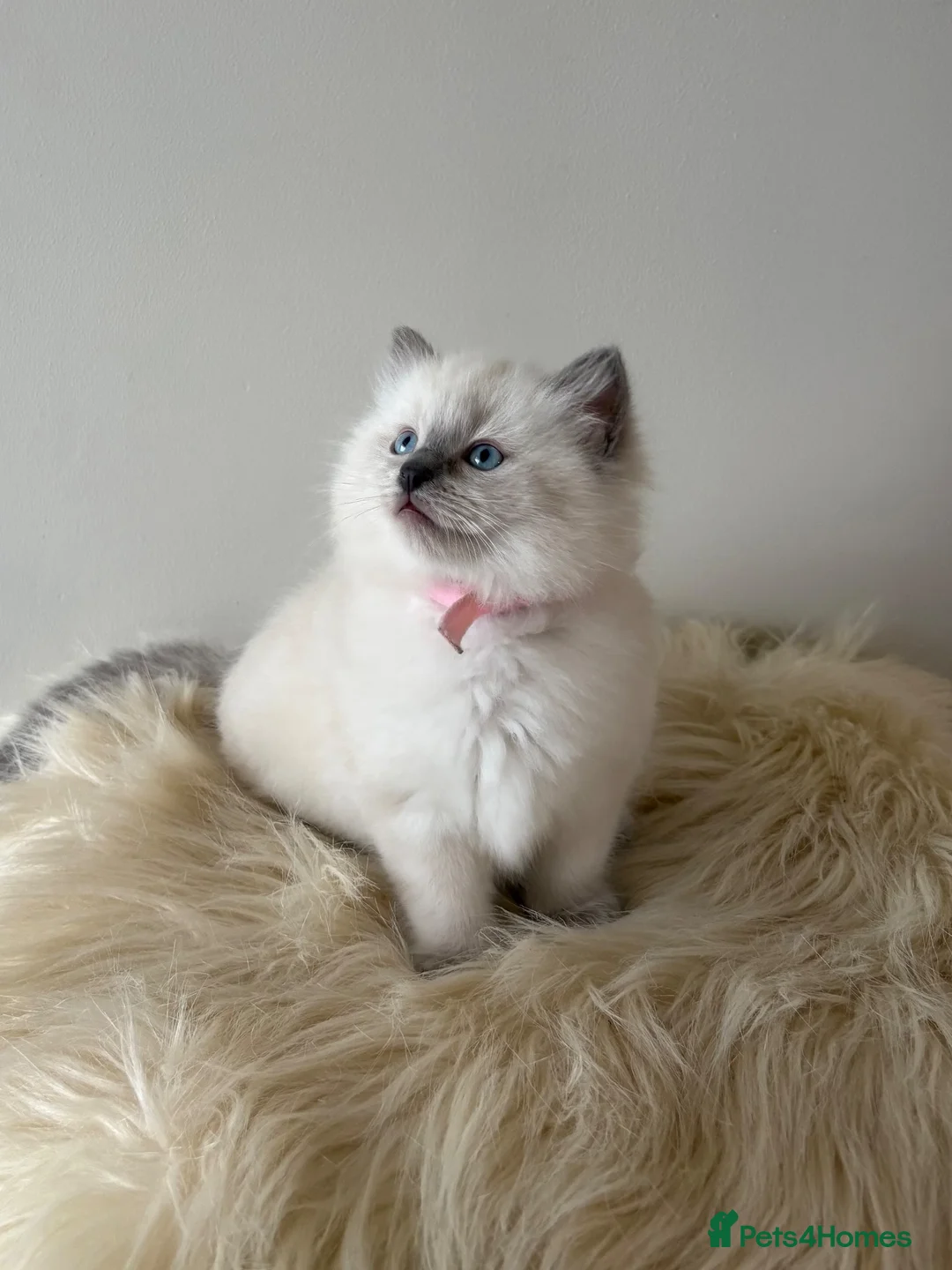 Ragdoll cats for sale: 🐾 Beautiful Ragdoll Kittens – Ready to Leave 🐾 - Advert 2