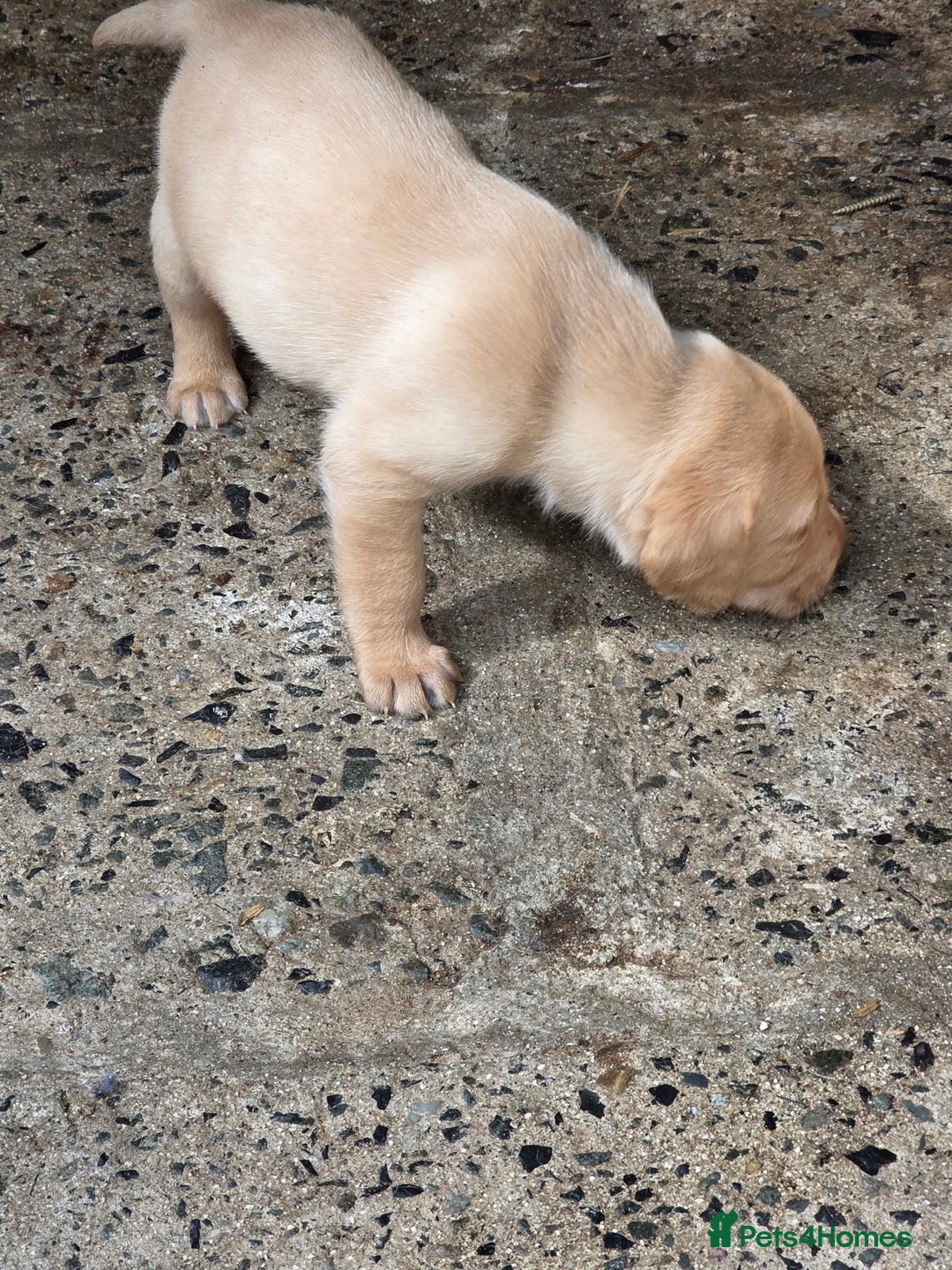 Labrador Retriever dogs for sale: Kc reg  yellow lab puppies 🐶  - Image 6