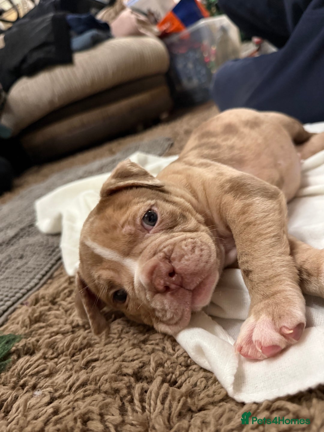 Olde English Bulldogge dogs for sale: (Reduced) Olde English Bulldogges puppies  - Advert 23