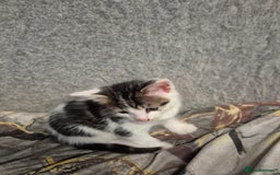 Mixed Breed cats for sale: Friendly kitten - Advert 13