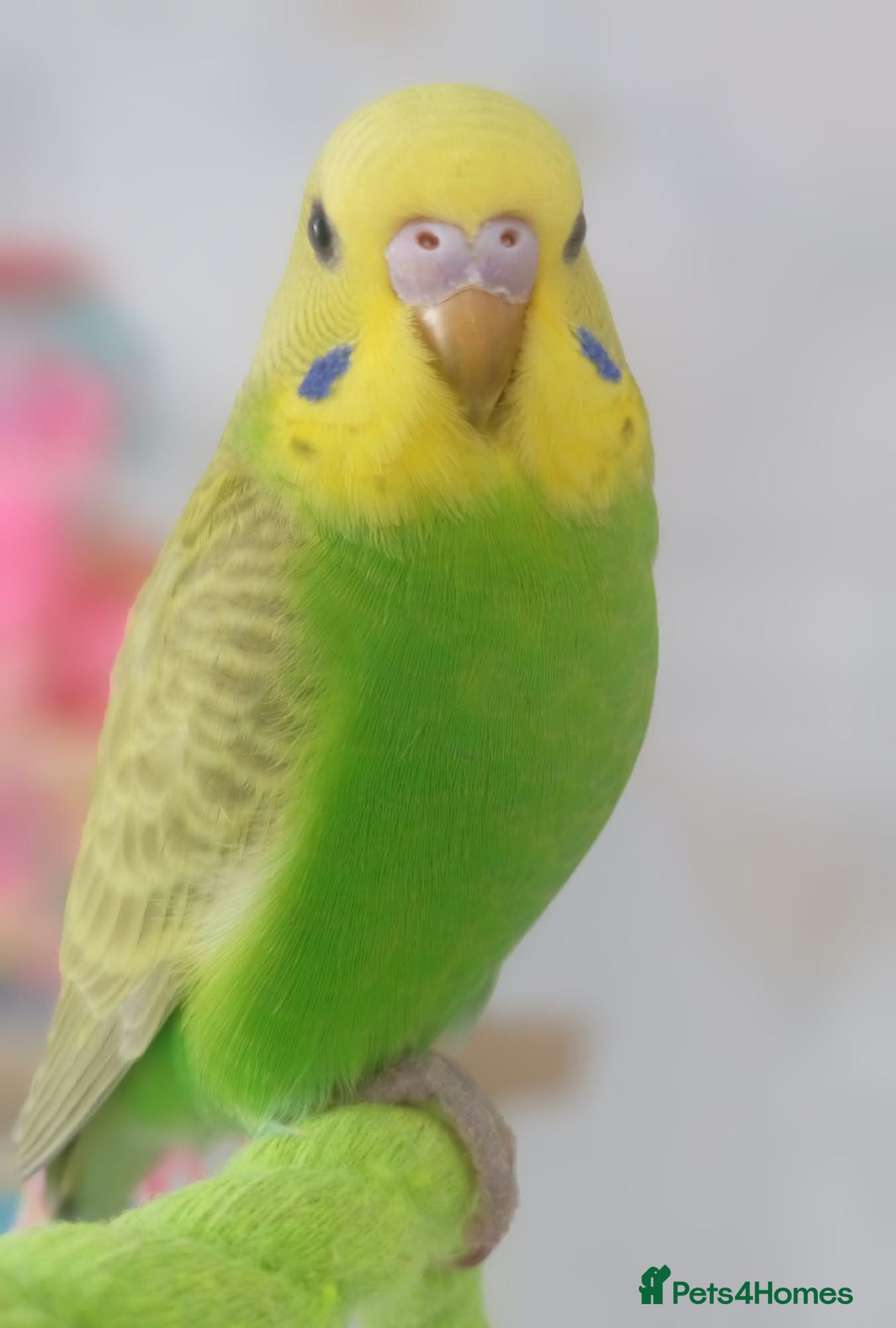 Budgerigars birds Outstanding pet baby budgies priced from £25 - Advert 2