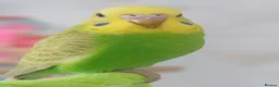 Budgerigars birds for sale: Outstanding pet baby budgies priced from £40 - Advert 10