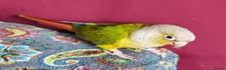 Conures birds for sale: Male Conure  in Norwich - Advert 1