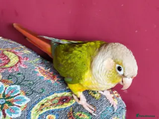 Conures birds Male Conure in Norwich - Advert 1