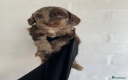 Cockapoo dogs for sale: Adorable Cockerpoo Puppies Ready - Image 24