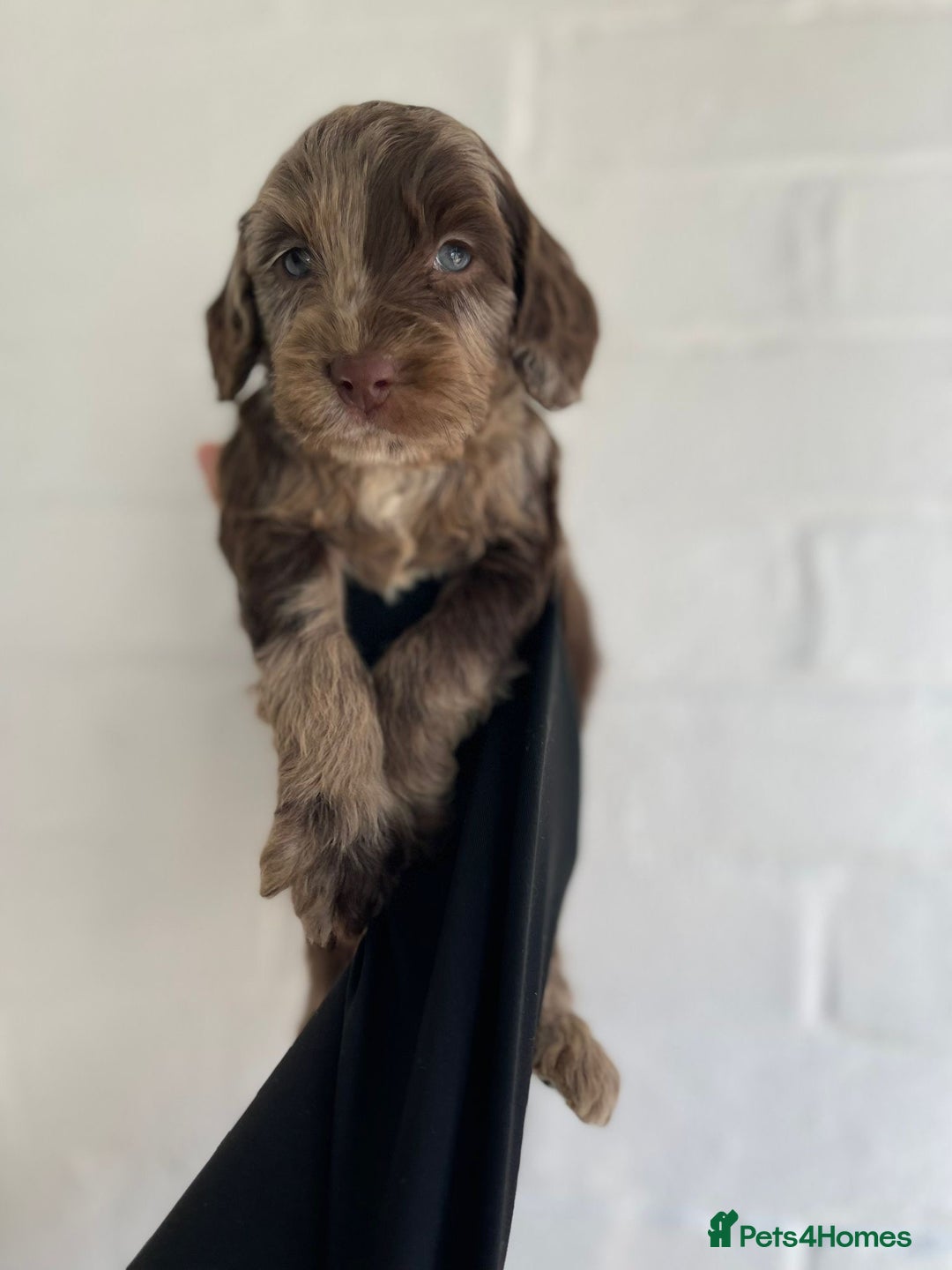 Cockapoo dogs for sale: Adorable Cockerpoo Puppies Ready - Image 24