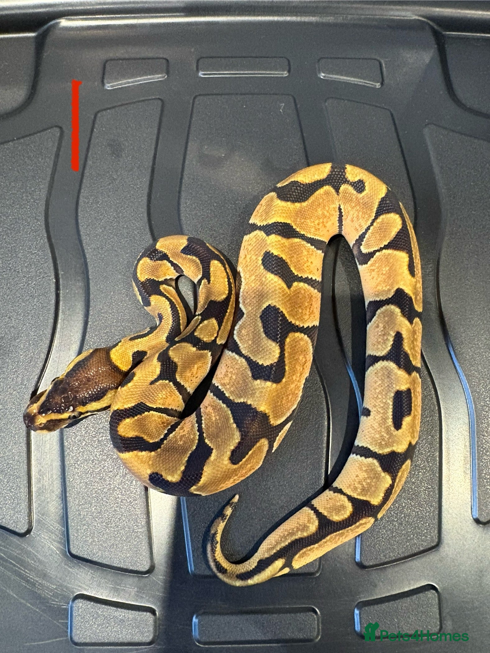 Python Snake reptiles Royal python - Advert 1