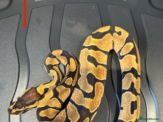 Python Snake reptiles Royal python - Advert 16