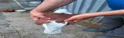 Pigeons birds for sale: FANCY WEST OF ENGLAND TUMBLERS - Advert 6
